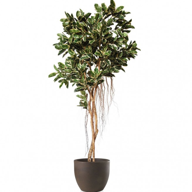Planta semi-artificiala Ila, Ficus Elastica Tree Variegated - 350 cm